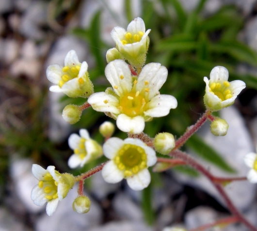 Saxifraga paniculata / Sassifraga alpina